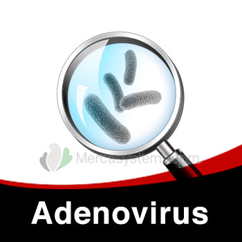 Schema für die individuelle Behandlung von Adenovirus in Tauben folgen