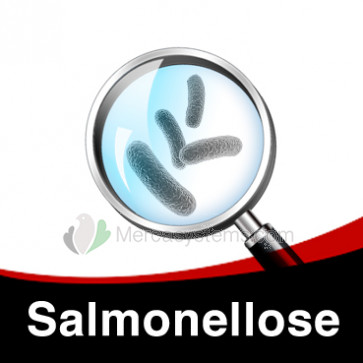 Behandlung gegen Salmonellose bei Tauben
