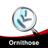 Behandlung gegen Ornithose bei Tauben
